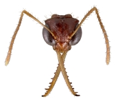 Ant Head