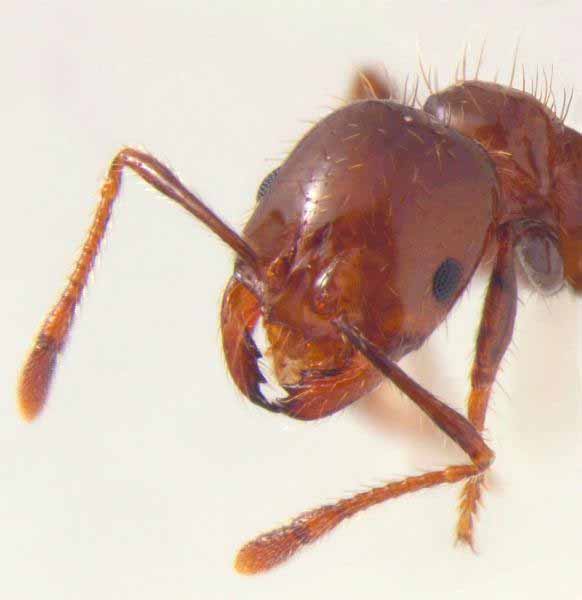 Fire Ant Head Close Up