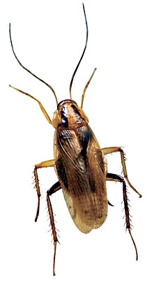 German Cockroach 