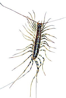 House Centipede