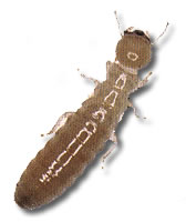 Drywood Termite