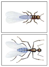 Winged Ant and Winged Termite Comparison