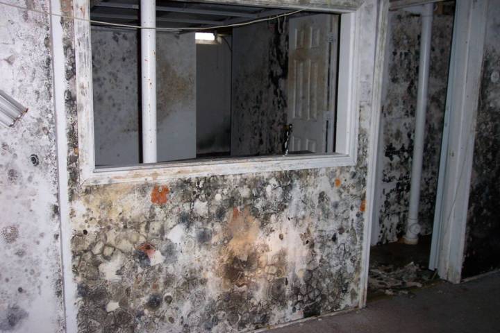Mold Growing at Rapid Rate
