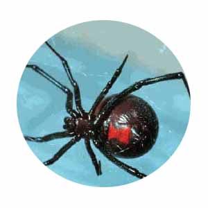 Black Widow Spider