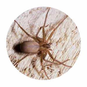 Brown Recluse