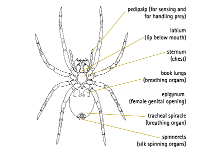 Female Spider Diagram