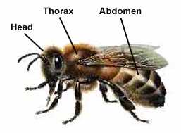 Insect Body Diagram